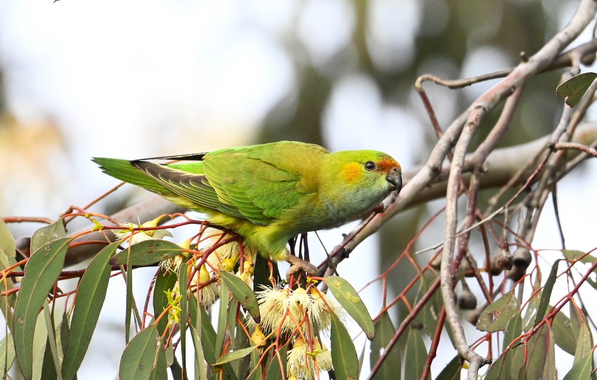 Mor Başlıklı Loriket - ML646962508