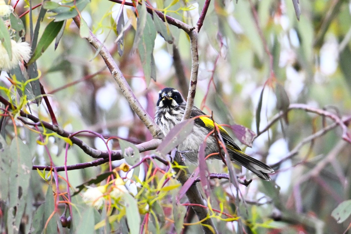 Yeni Hollanda Balkuşu - ML646962511