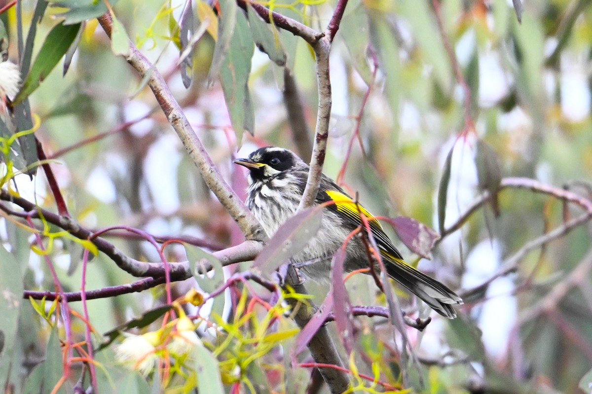 Yeni Hollanda Balkuşu - ML646962515