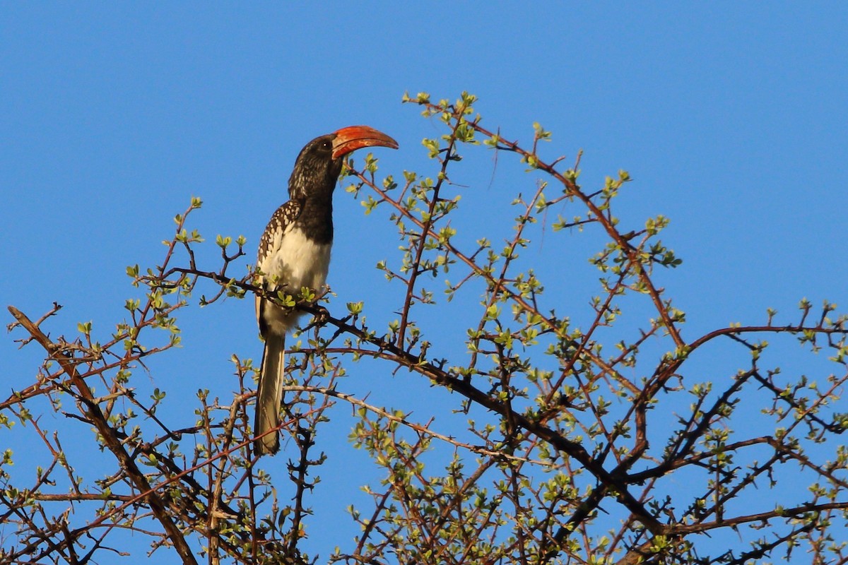 Monteiro's Hornbill - ML646962516