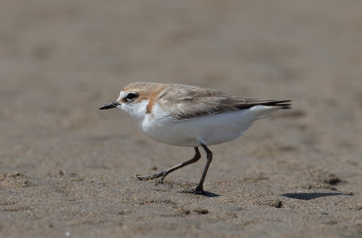 Red-capped Plover - ML646962518