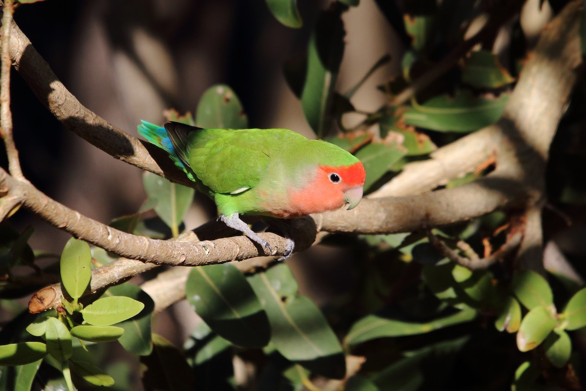 הבני ורוד-פנים - ML646962522