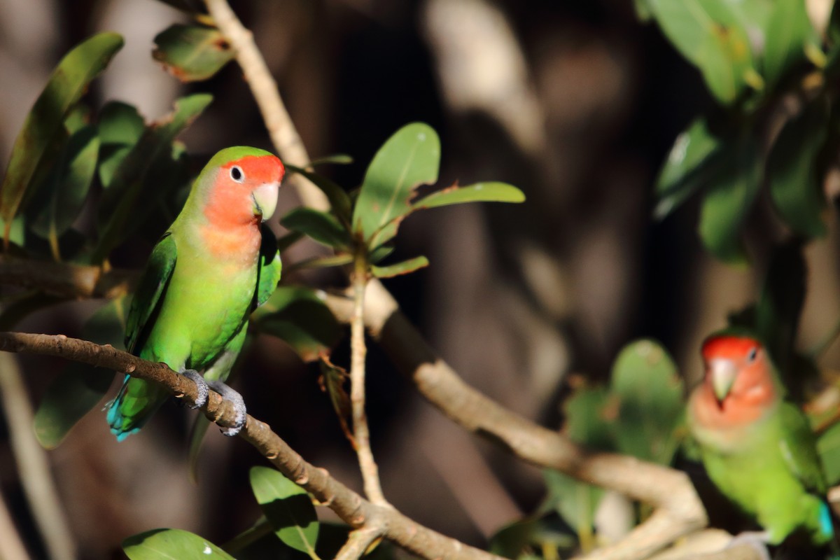 הבני ורוד-פנים - ML646962523