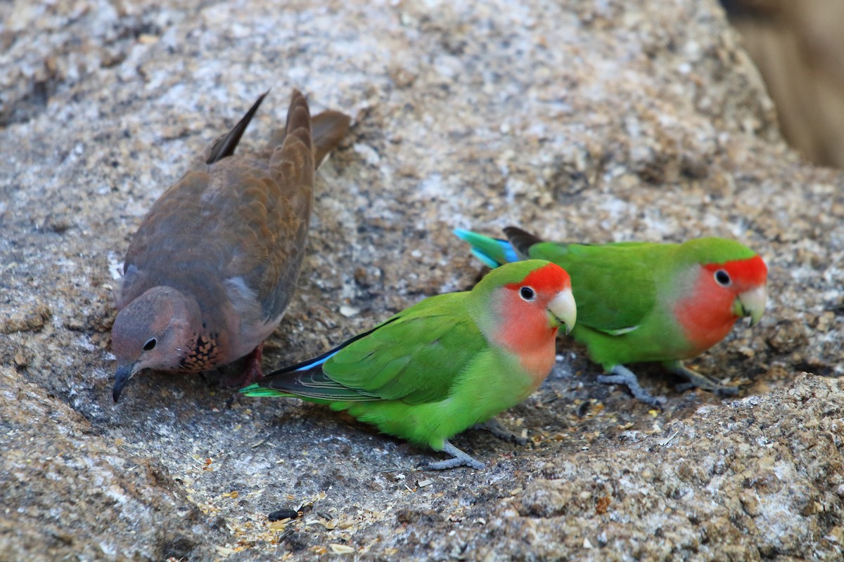 הבני ורוד-פנים - ML646962524