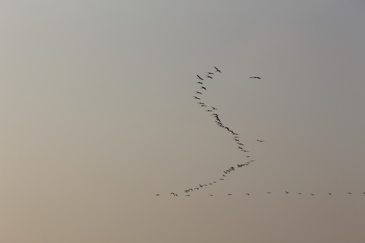 Telli Turna - ML646962525