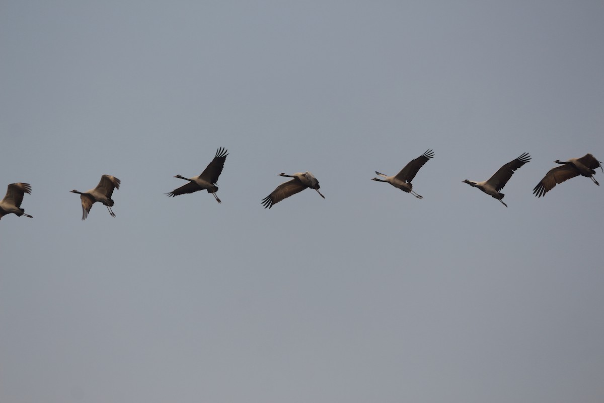 Telli Turna - ML646962527