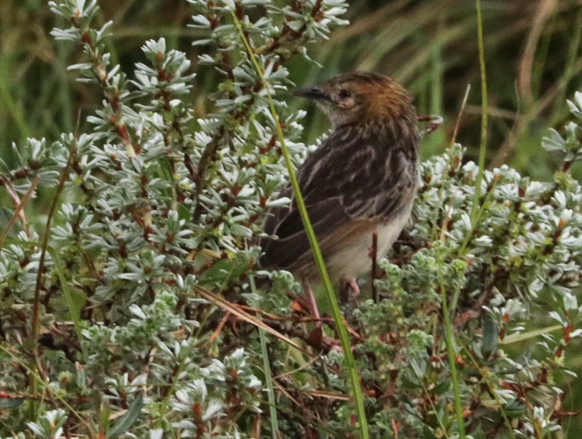 aberdaregressanger - ML646962528