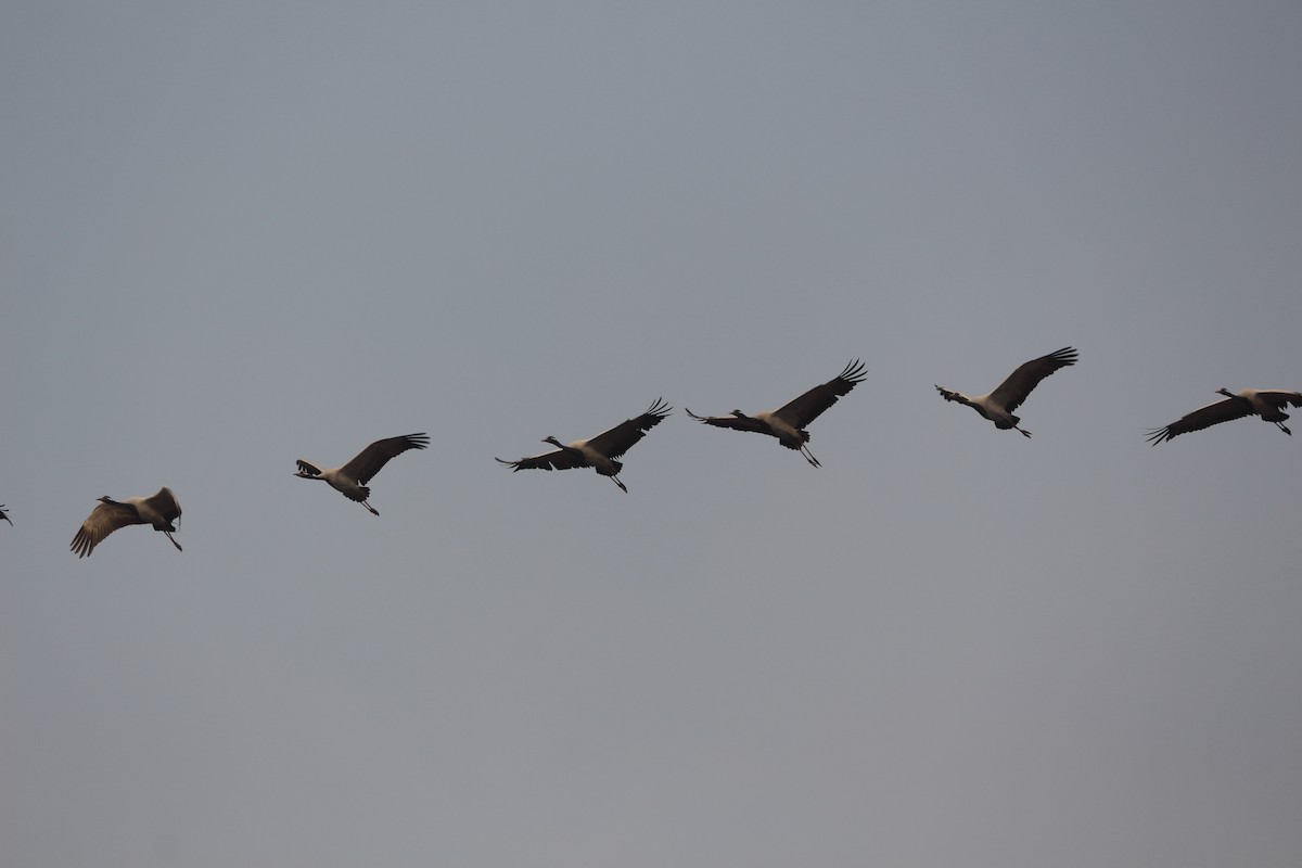 Telli Turna - ML646962529