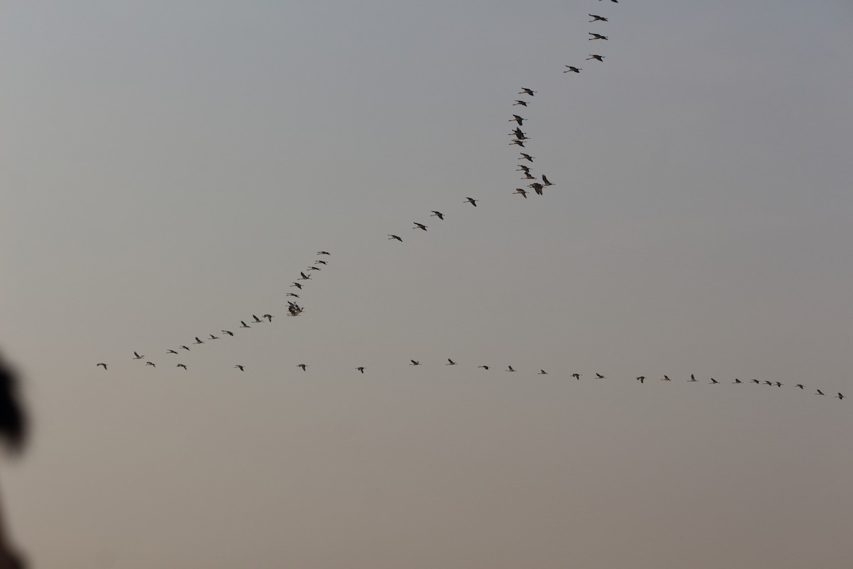 Telli Turna - ML646962530