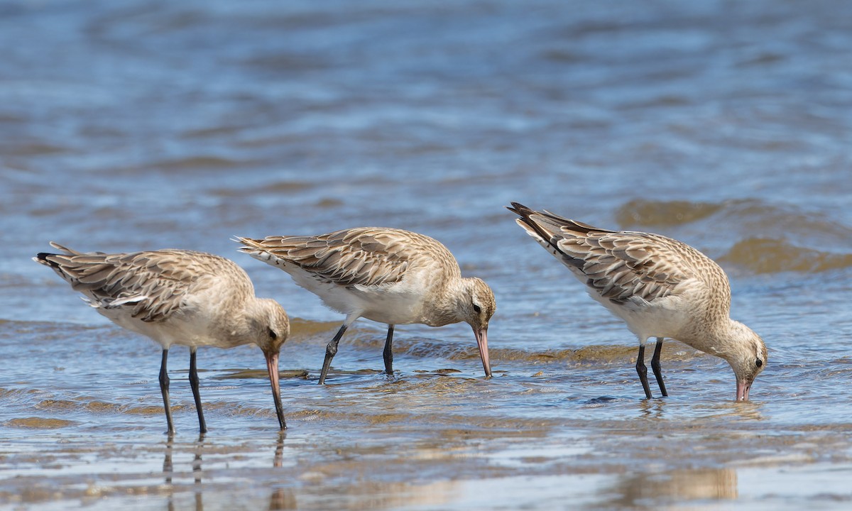 Kuliska gorria - ML646962531