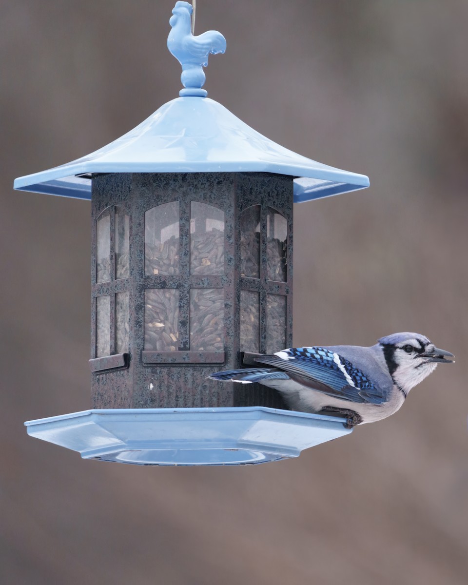 Chara Azul - ML646962536