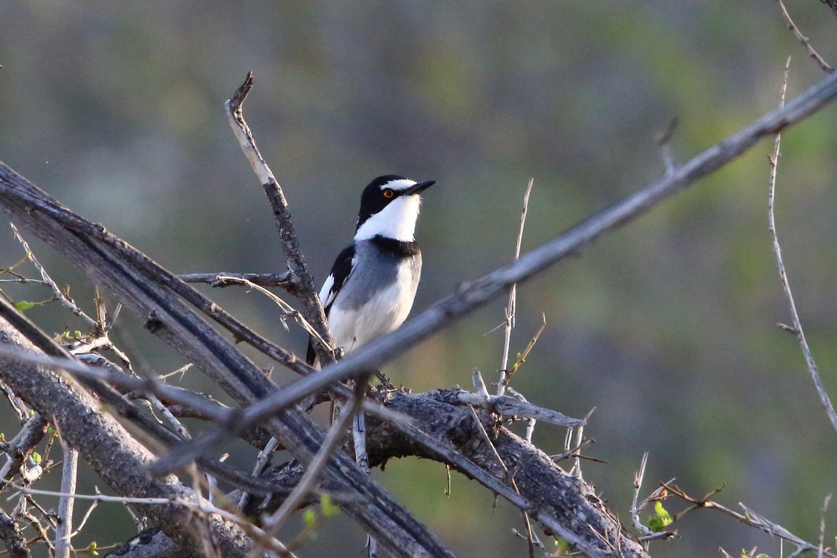 White-tailed Shrike - ML646962537