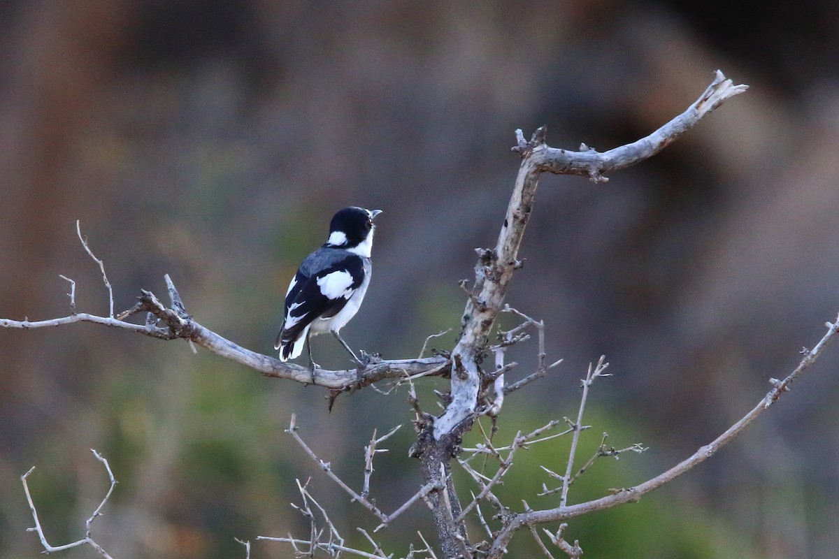 White-tailed Shrike - ML646962538