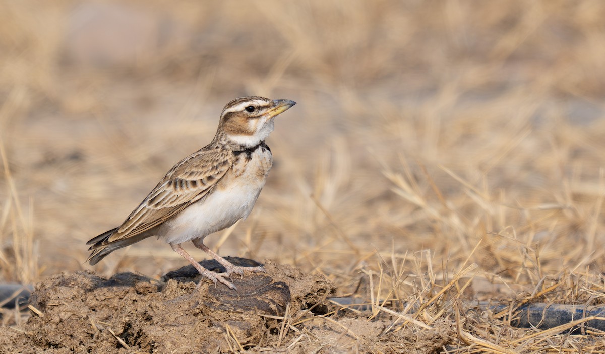 Bimaculated Lark - ML646962539