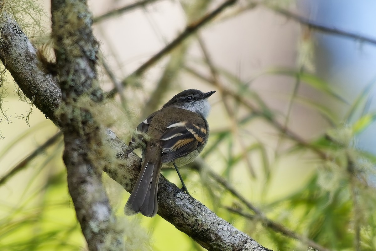 White-throated Tyrannulet - ML646962540