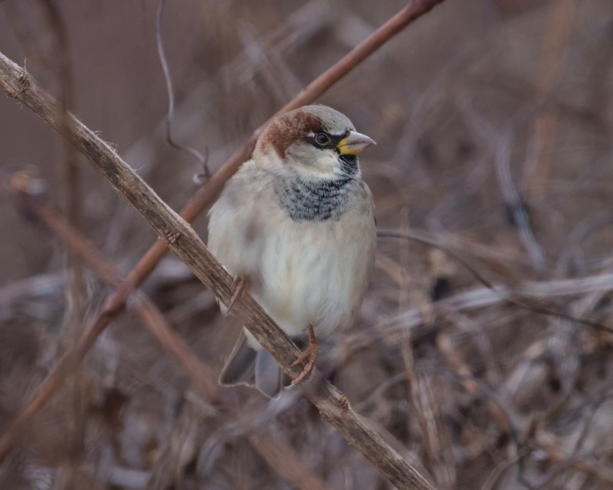 House Sparrow - ML646962543