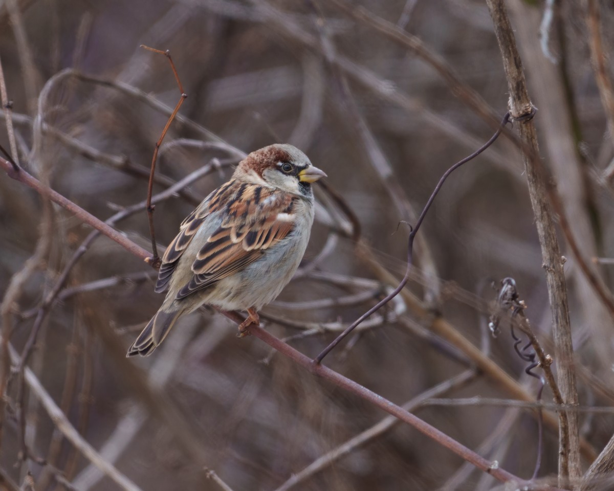 House Sparrow - ML646962544