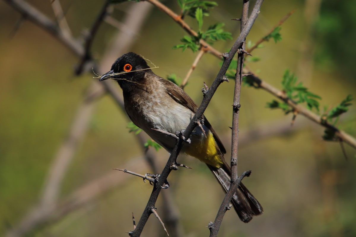 Black-fronted Bulbul - ML646962545
