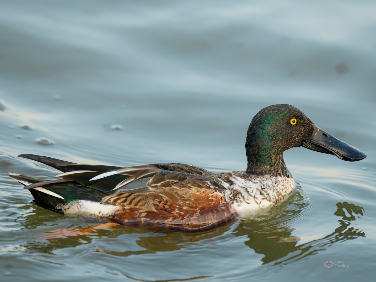 lžičák pestrý - ML646962546