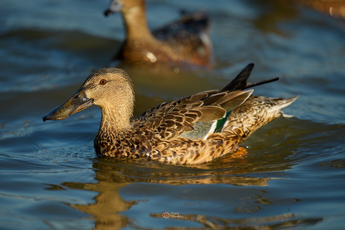 Northern Shoveler - ML646962547