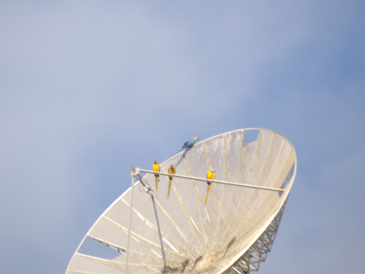 Blue-and-yellow Macaw - ML646962550