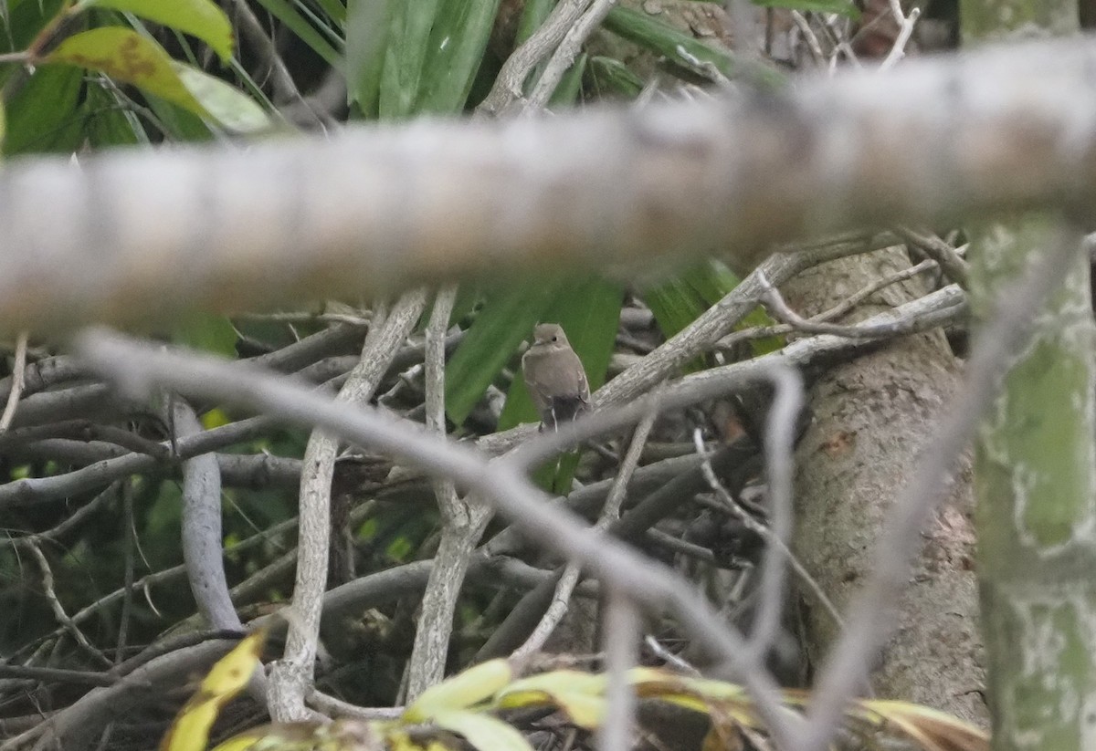 Taiga Flycatcher - ML646962551