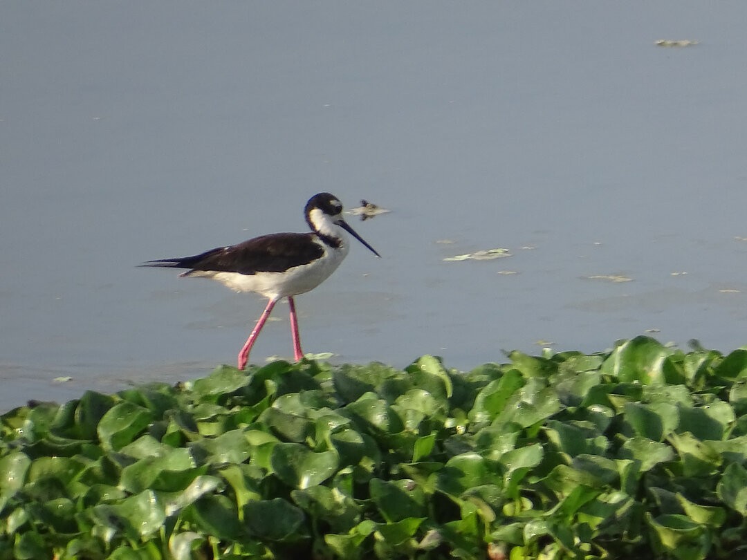 Black-necked Stilt - ML646962552