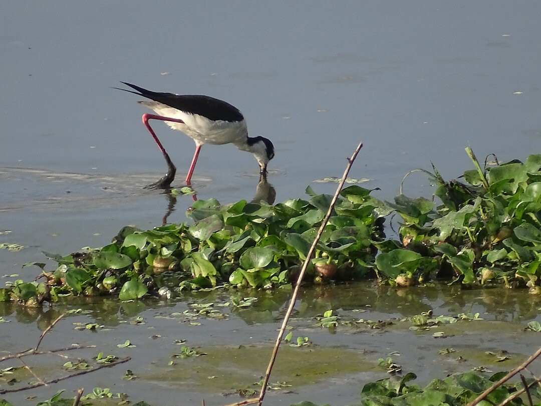 Black-necked Stilt - ML646962553