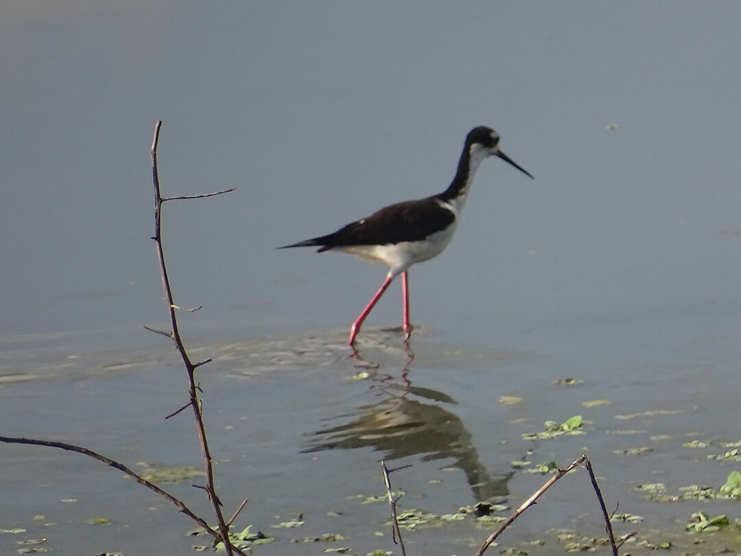 Black-necked Stilt - ML646962554