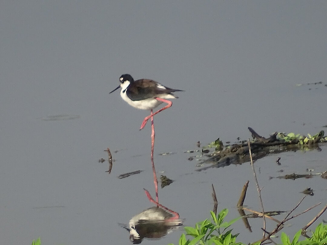 Black-necked Stilt - ML646962555