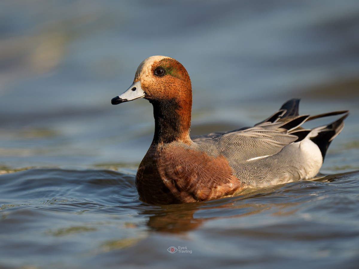 Eurasian Wigeon - ML646962556