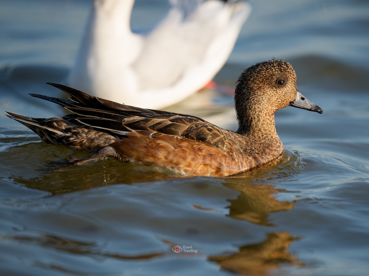 Eurasian Wigeon - ML646962557