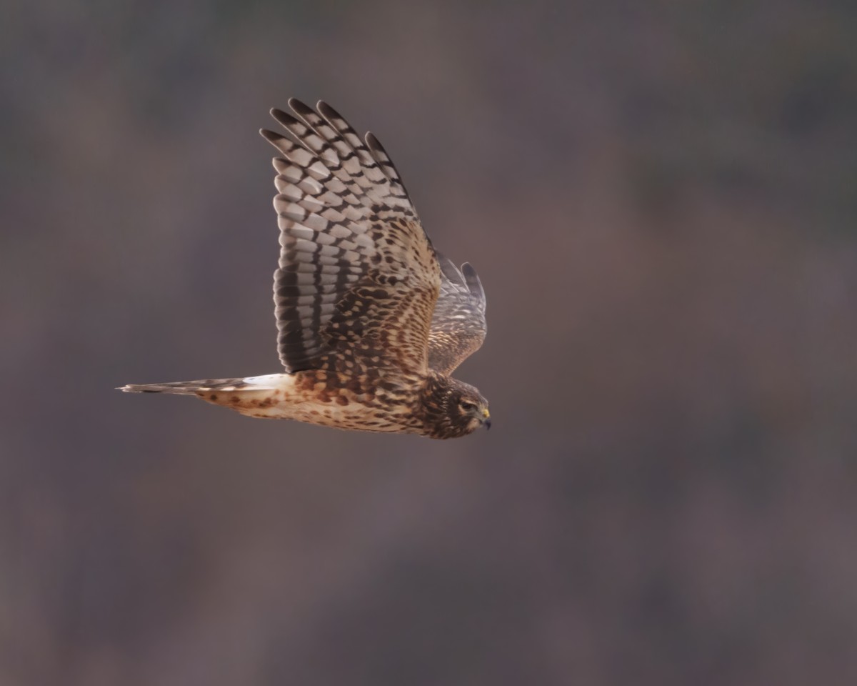 זרון אמריקני - ML646962558