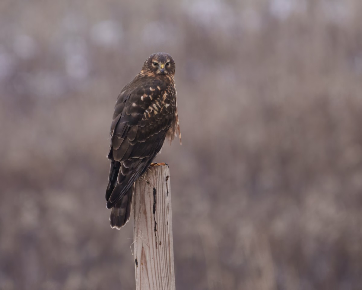 זרון אמריקני - ML646962559