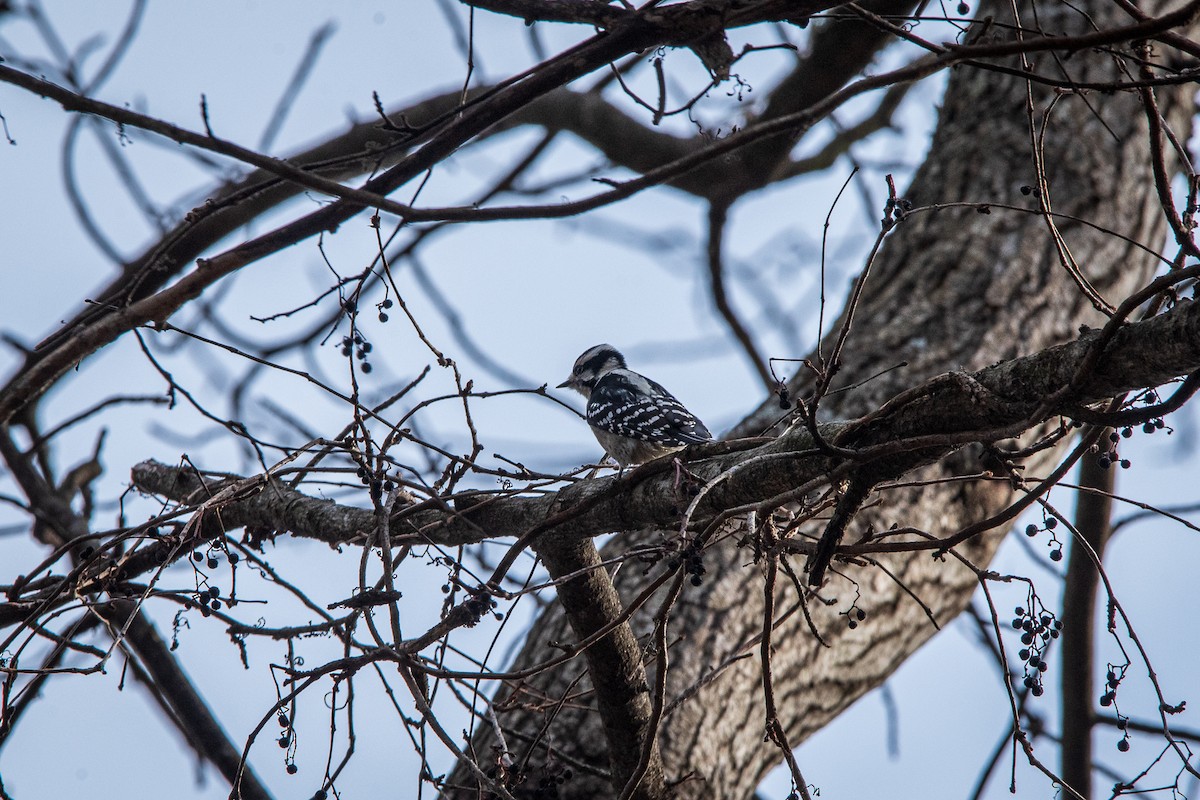 Downy Woodpecker - ML646962560