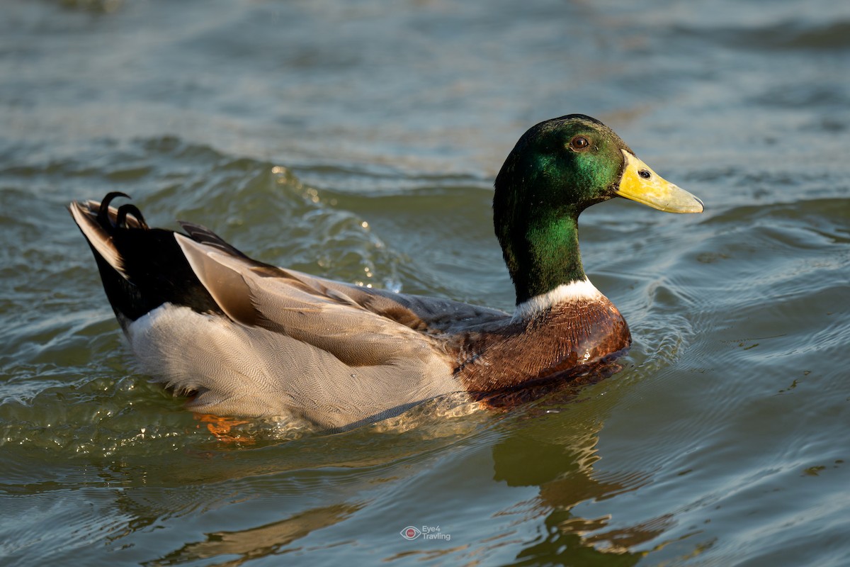 Mallard - ML646962561