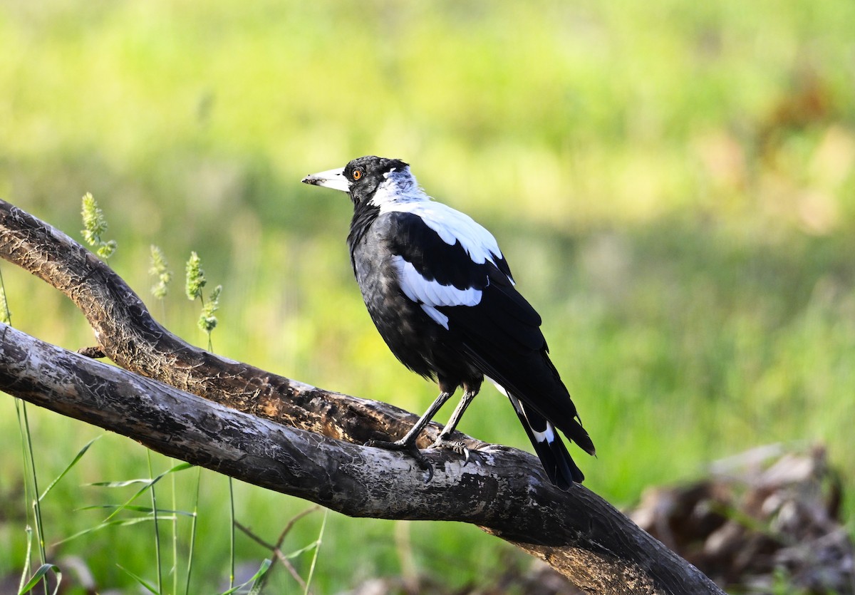 Avustralya Saksağanı - ML646962562