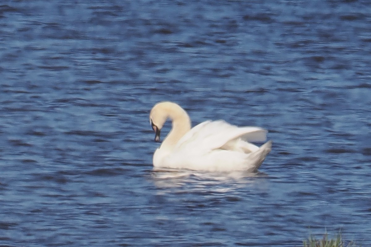 Mute Swan - ML646962563