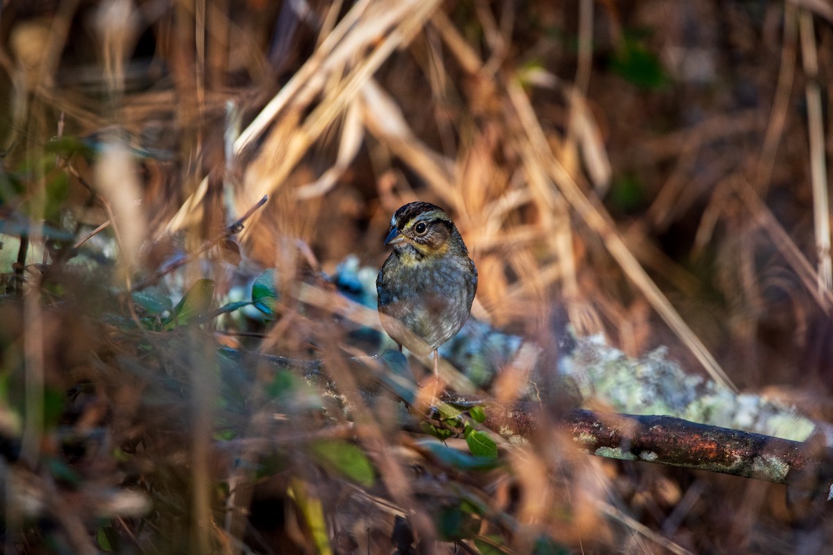 Swamp Sparrow - ML646962564