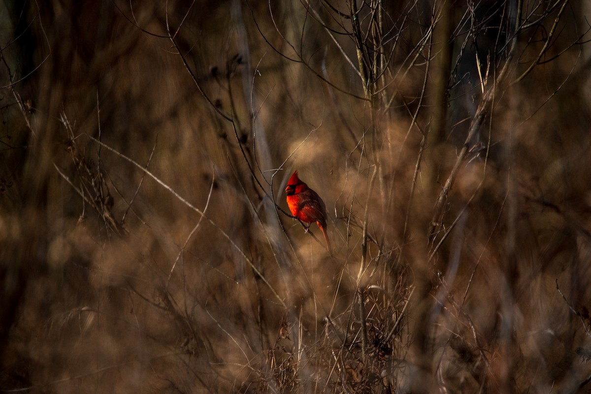 Northern Cardinal - ML646962565
