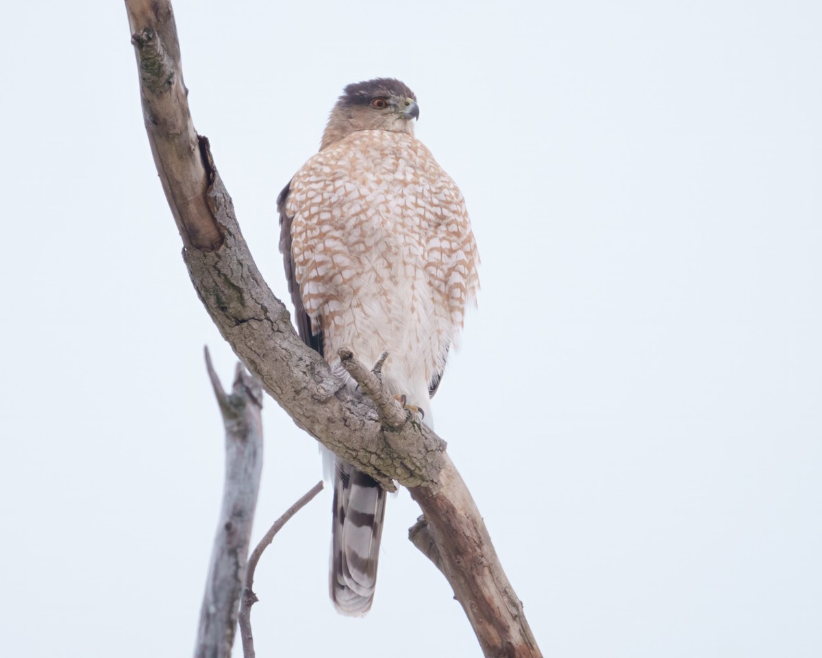 Cooper's Hawk - ML646962568