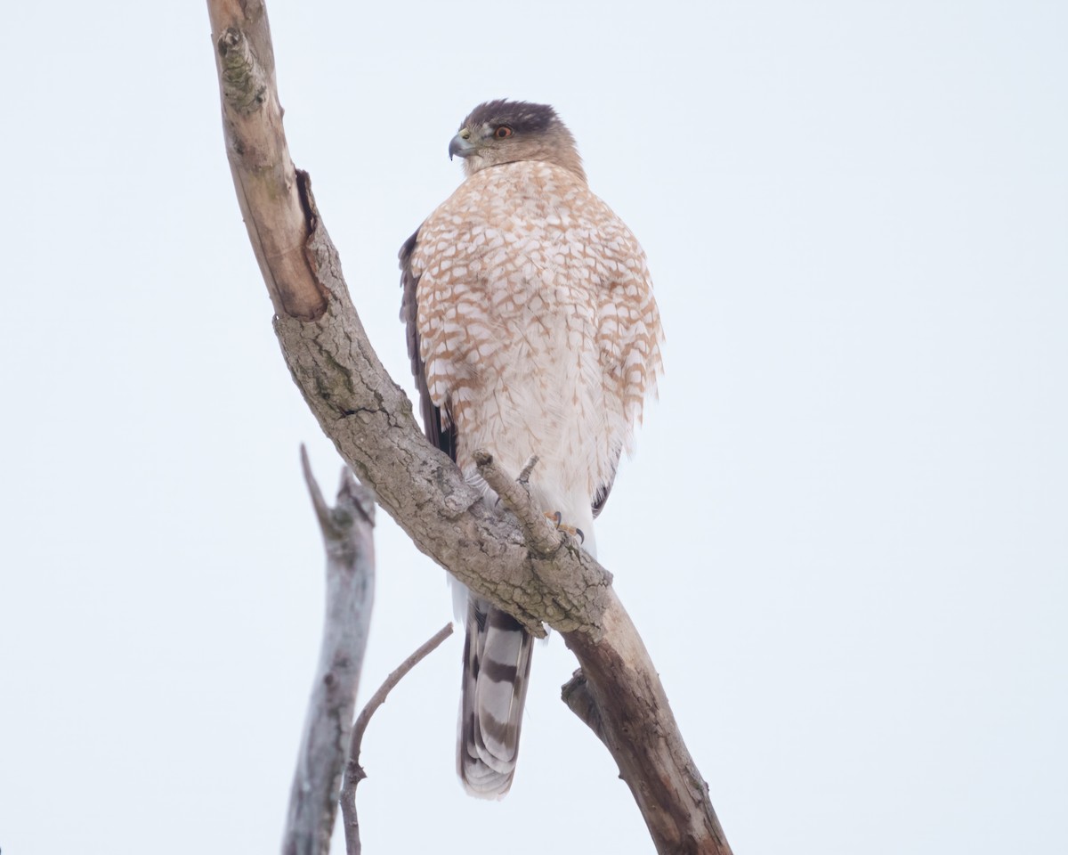 Cooper's Hawk - ML646962570