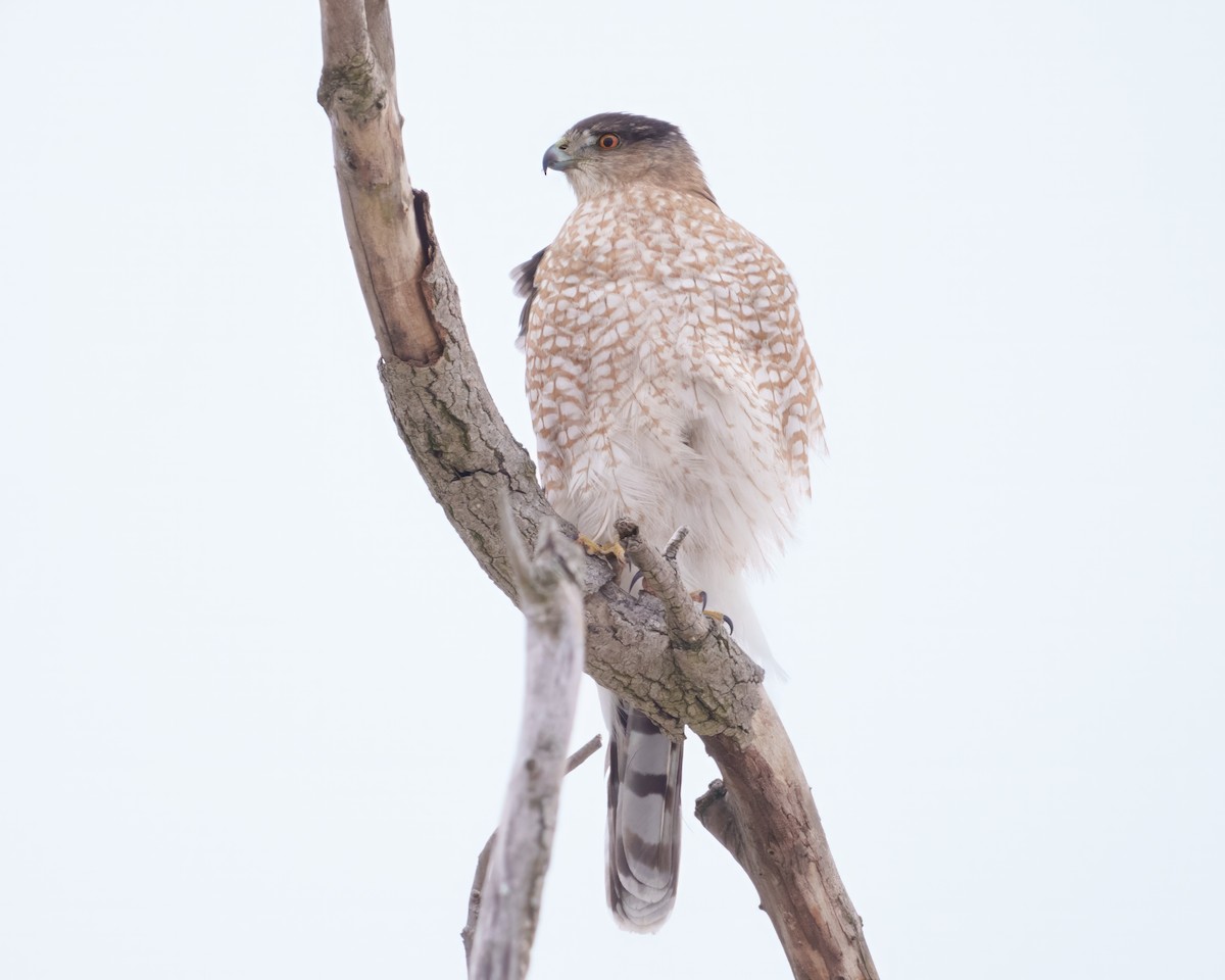 Cooper's Hawk - ML646962571