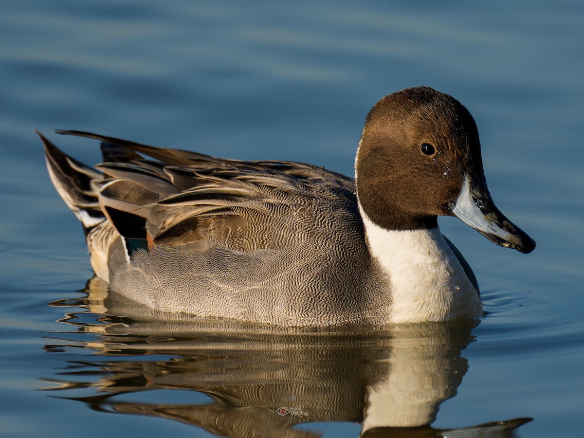 ostralka štíhlá - ML646962574