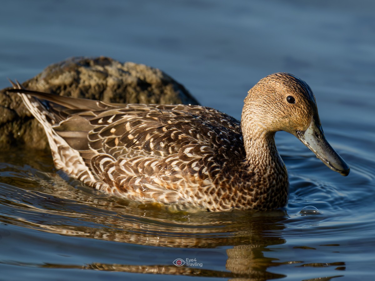 ostralka štíhlá - ML646962575