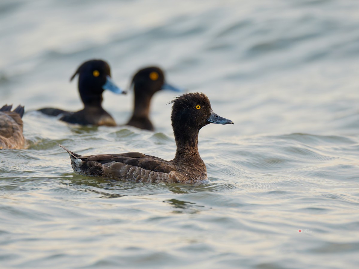 polák chocholačka - ML646962579