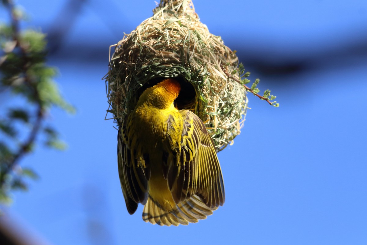 אורג דרומי - ML646962585