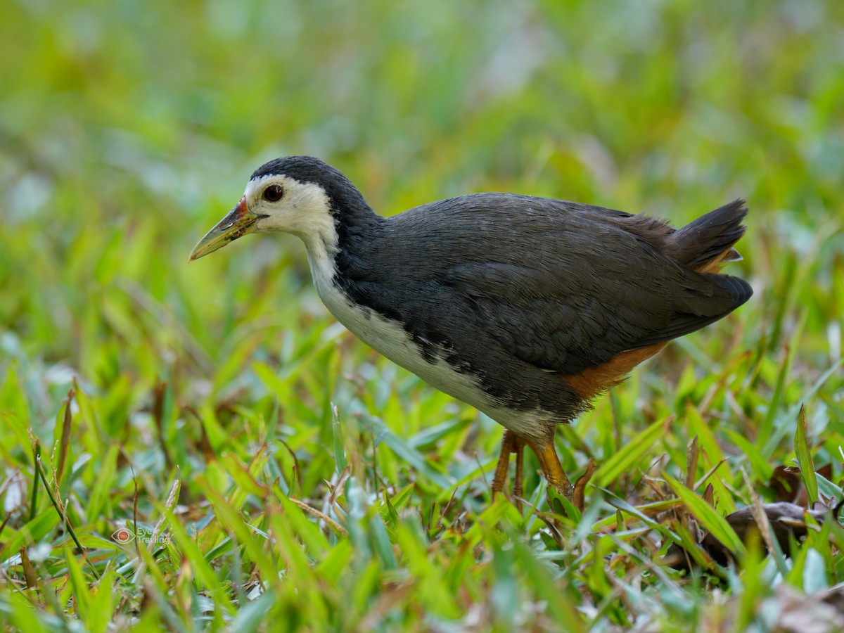 chřástal běloprsý - ML646962587