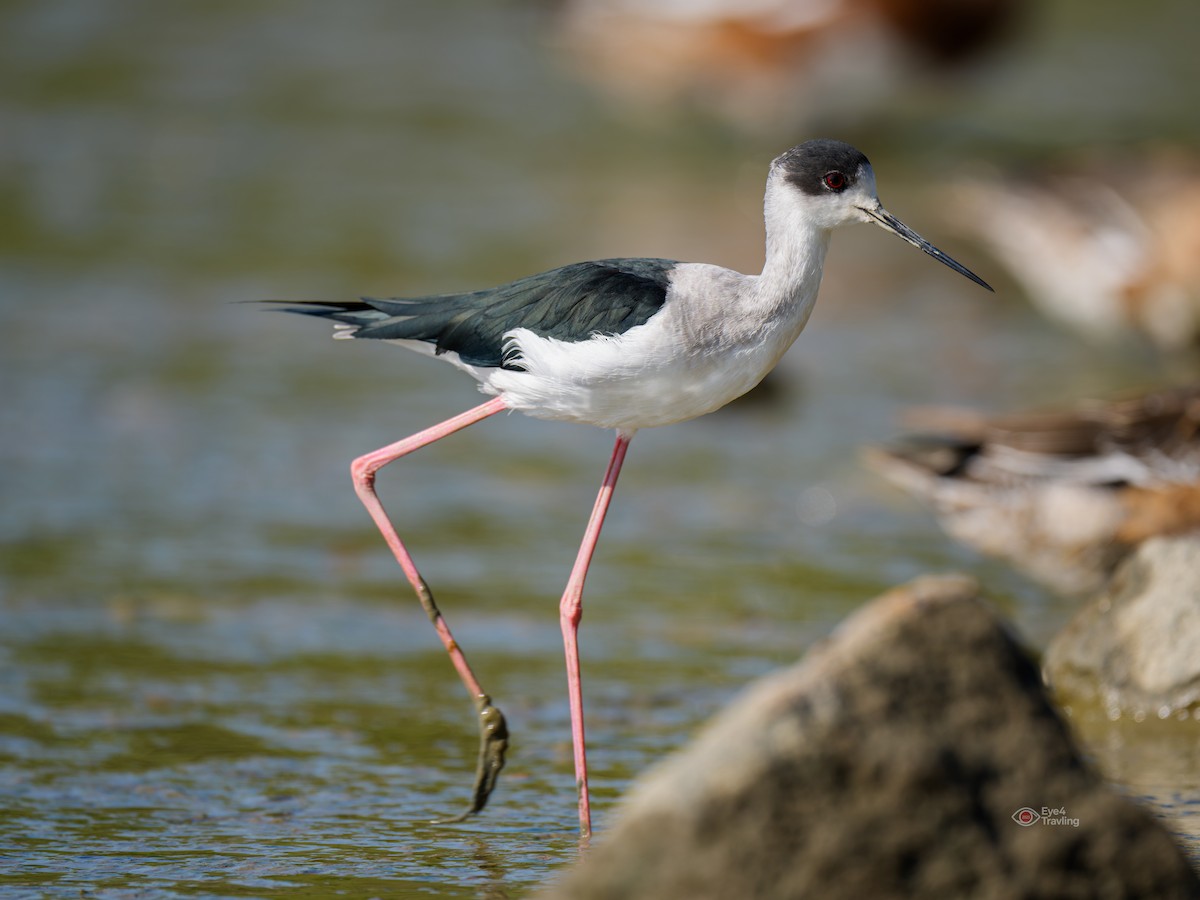 pisila čáponohá - ML646962594