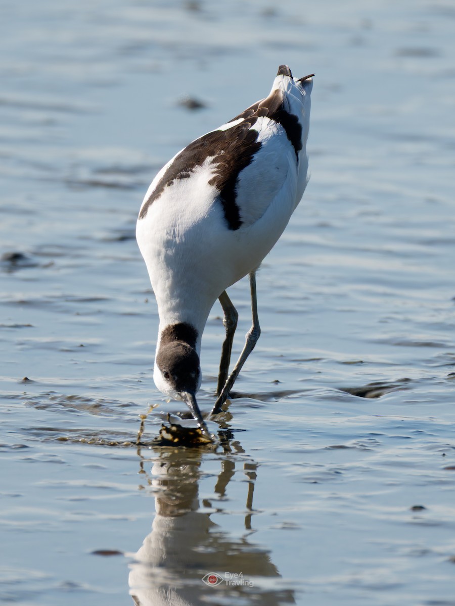 tenkozobec opačný - ML646962602